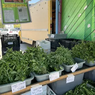 Three types of basil!
