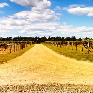a dirt road leading to a vineyard