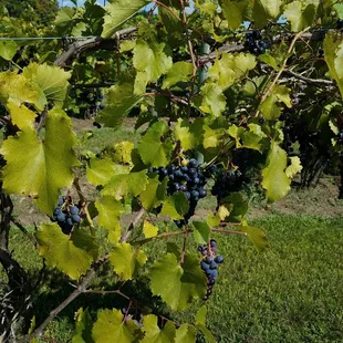 a bunch of grapes on the vine