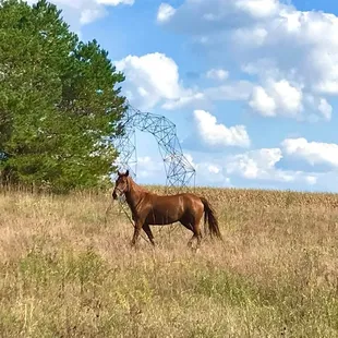 a horse in a field