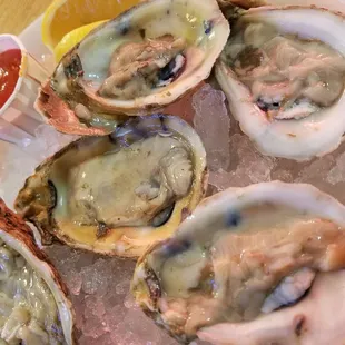 Blue Point Oysters