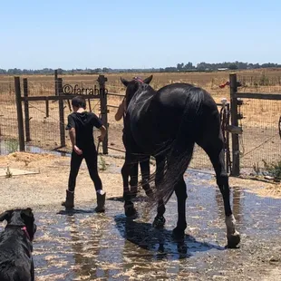 Reflecting on a great lesson while returning his horse...