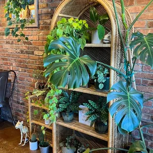 Beautiful plants everywhere ~ interior
