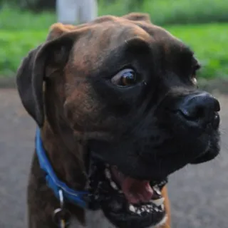 Kai D.