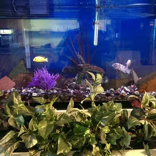 Fish Tank