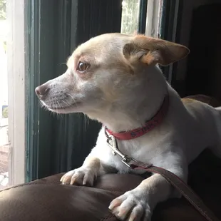 Dog friendly interior view!