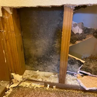 Black mold in closet