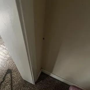 Roach