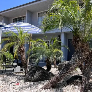 palm trees in front of the restaurant