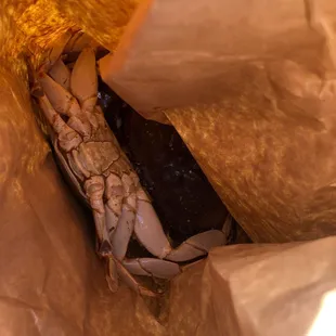 2 Dungeness Crabs..alive and kicking (cannot tell but...om nom nom)