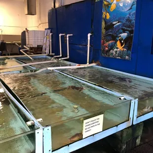 Their tanks are always looking pristine