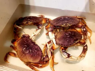 Fresh Meat Seafood Market