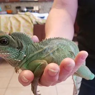 Chinese Water Dragon