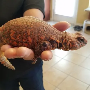 Uromastyx - really cool exotic lizard