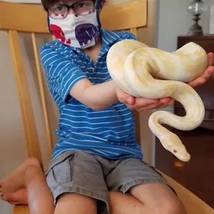Albino Ball Python - a huge hit with our family
