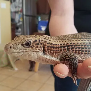 Plated Lizard - an armored dinosaur