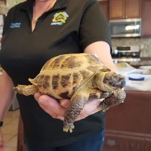 Russian Tortoise - cute lil feller