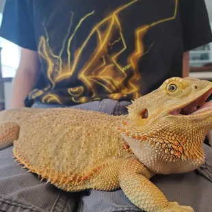 Bearded Dragon - classic! Apparently he doesn't open his mouth often, so we got a treat :)