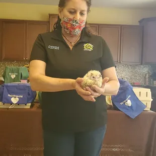 Shy little hedgehog, nocturnal by nature