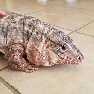 Tegu - giant lizard - truly a modern-day dinosaur