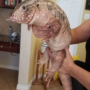 Tegu - tame and curious, frequently flicking his tongue out, with intelligent eyes