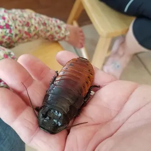 Madagascar Hissing Cockroach - super cool and NOT your typical household roach :D