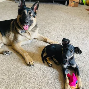 Gideon pup and Skye girl