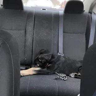 Skye post first day of daycare. She fell asleep in the car