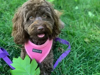 Bellevue Pampered Pet Spa