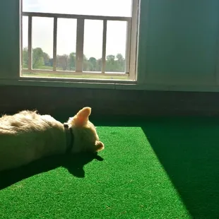 Enjoying the rays.