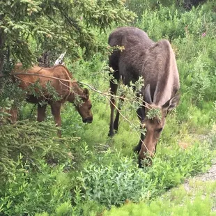 Moose cow with baby.