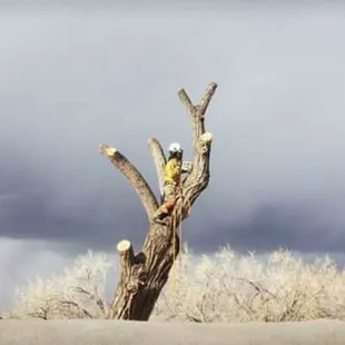 Bringing a hazard tree (cottonwood) to the ground.