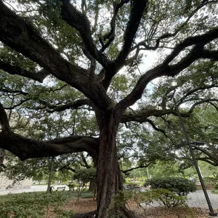 Ancestor/Mother Tree at Congo Square