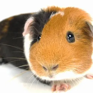 Guinea Pig