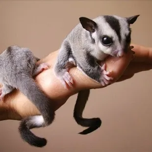 Sugar gliders.
