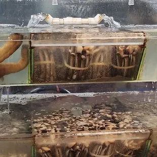 a variety of fish in tanks