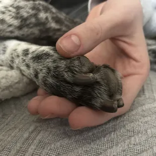 The nail that was cut into the veil