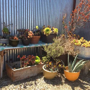 a variety of potted plants