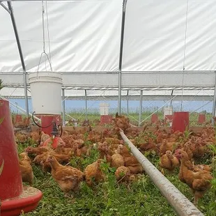 Young broiler chickens