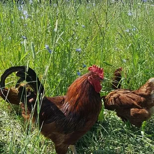 The rooster patrolling the hen house