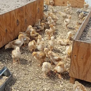Broiler chicks