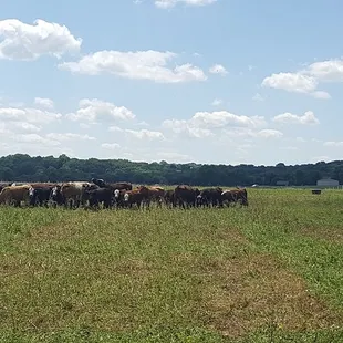 The beef herd