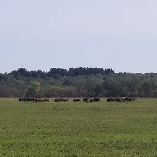 Mooooo