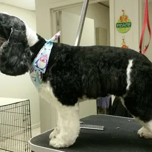 This is a cocker spaniel with a pet trim.