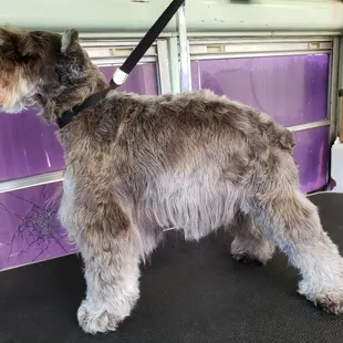 Here is before being groomed