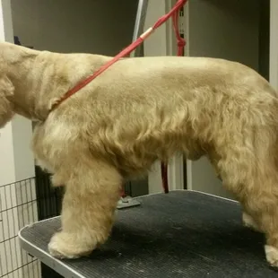 Cocker spaniel with what I call lady an the tramp ears because they are long and full instead of the standard ears