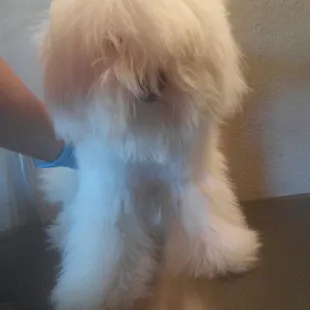 Lucky BEFORE grooming 5 mo old