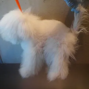 5month old Lucky SIDE VIEW BEFORE GROOMING