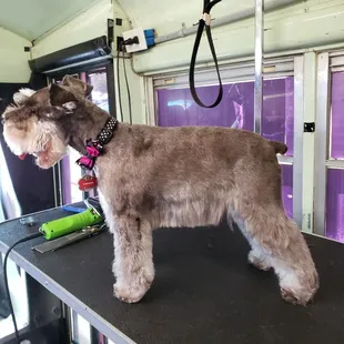 This is after she was done being groomed