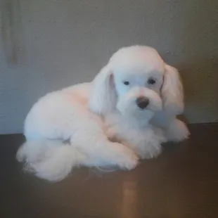 Lucky AFTER his groom